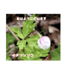 初春の山野草で 『おはようございます』（個別スタンプ：30）