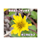 初春の山野草で 『おはようございます』（個別スタンプ：33）
