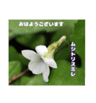 初春の山野草で 『おはようございます』（個別スタンプ：34）