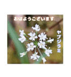 初春の山野草で 『おはようございます』（個別スタンプ：35）