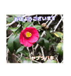 初春の山野草で 『おはようございます』（個別スタンプ：36）