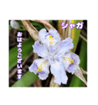初春の山野草で 『おはようございます』（個別スタンプ：37）