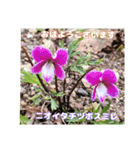 初春の山野草で 『おはようございます』（個別スタンプ：38）