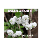 初春の山野草で 『おはようございます』（個別スタンプ：39）