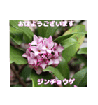 初春の山野草で 『おはようございます』（個別スタンプ：40）