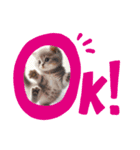 にゃんこスタンプ。シンプル語（個別スタンプ：1）