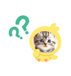 にゃんこスタンプ。シンプル語（個別スタンプ：5）