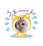 にゃんこスタンプ。シンプル語（個別スタンプ：7）