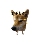 柴犬の丸【使いやすい会話スタンプ】（個別スタンプ：1）