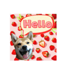 柴犬の丸【使いやすい会話スタンプ】（個別スタンプ：2）