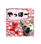 柴犬の丸【使いやすい会話スタンプ】（個別スタンプ：3）
