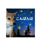 柴犬の丸【使いやすい会話スタンプ】（個別スタンプ：5）