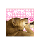 柴犬の丸【使いやすい会話スタンプ】（個別スタンプ：7）