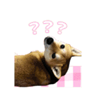 柴犬の丸【使いやすい会話スタンプ】（個別スタンプ：8）
