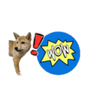 柴犬の丸【使いやすい会話スタンプ】（個別スタンプ：10）