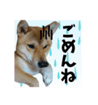 柴犬の丸【使いやすい会話スタンプ】（個別スタンプ：12）
