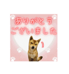 柴犬の丸【使いやすい会話スタンプ】（個別スタンプ：14）
