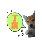 柴犬の丸【使いやすい会話スタンプ】（個別スタンプ：15）