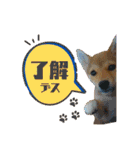 柴犬の丸【使いやすい会話スタンプ】（個別スタンプ：16）