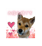 柴犬の丸【使いやすい会話スタンプ】（個別スタンプ：18）