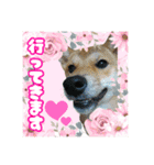 柴犬の丸【使いやすい会話スタンプ】（個別スタンプ：19）