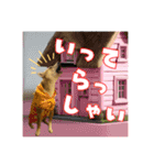 柴犬の丸【使いやすい会話スタンプ】（個別スタンプ：21）