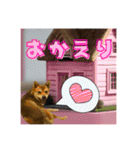 柴犬の丸【使いやすい会話スタンプ】（個別スタンプ：23）
