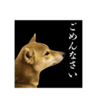 柴犬の丸【使いやすい会話スタンプ】（個別スタンプ：25）