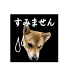 柴犬の丸【使いやすい会話スタンプ】（個別スタンプ：26）