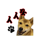 柴犬の丸【使いやすい会話スタンプ】（個別スタンプ：27）