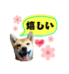 柴犬の丸【使いやすい会話スタンプ】（個別スタンプ：28）