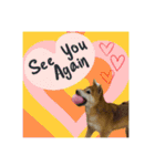 柴犬の丸【使いやすい会話スタンプ】（個別スタンプ：30）
