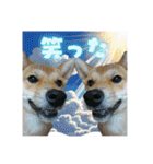 柴犬の丸【使いやすい会話スタンプ】（個別スタンプ：34）