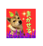柴犬の丸【使いやすい会話スタンプ】（個別スタンプ：35）