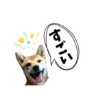 柴犬の丸【使いやすい会話スタンプ】（個別スタンプ：36）