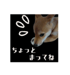 柴犬の丸【使いやすい会話スタンプ】（個別スタンプ：40）