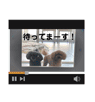 ティーカッププードル ティアラ＆プティ 1（個別スタンプ：7）