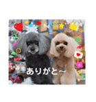 ティーカッププードル ティアラ＆プティ 1（個別スタンプ：9）