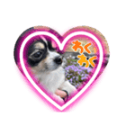 愛犬チョコちゃんスタンプ3！（個別スタンプ：3）