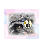 愛犬チョコちゃんスタンプ3！（個別スタンプ：4）
