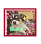 愛犬チョコちゃんスタンプ3！（個別スタンプ：6）