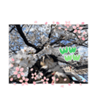 愛犬チョコちゃんスタンプ3！（個別スタンプ：7）