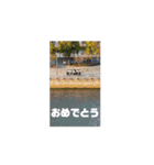 よく見たら動いてるマスターキー（個別スタンプ：13）