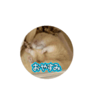 キンクマハムスターの動くスタンプ（個別スタンプ：2）