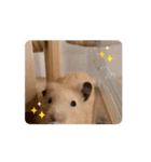 キンクマハムスターの動くスタンプ（個別スタンプ：3）