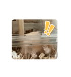 キンクマハムスターの動くスタンプ（個別スタンプ：4）