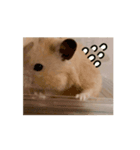 キンクマハムスターの動くスタンプ（個別スタンプ：5）