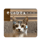 ケイとカイ 4（個別スタンプ：3）