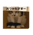 ケイとカイ 4（個別スタンプ：5）