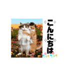 ラブリー♡キュート♡動く猫♡敬語♡挨拶（個別スタンプ：2）